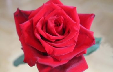 Kozmetika z ruže poteší oko aj srdce