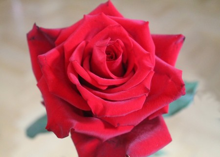 Kozmetika z ruže poteší oko aj srdce